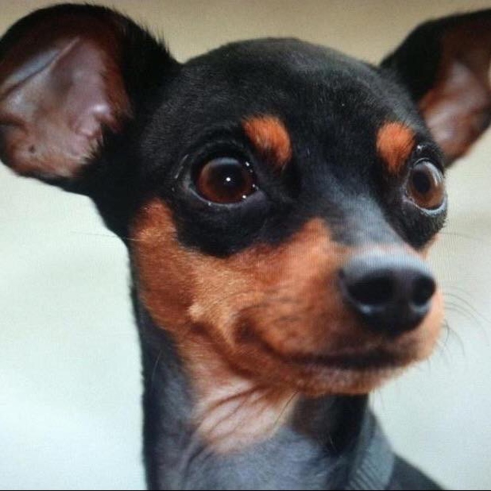 Meet your Posher, David